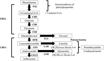 An Upgraded, Highly Saturated Linkage Map of Japanese Plum (Prunus salicina Lindl.), and Identification of a New Major Locus Controlling the Flavan-3-ol Composition in Fruits